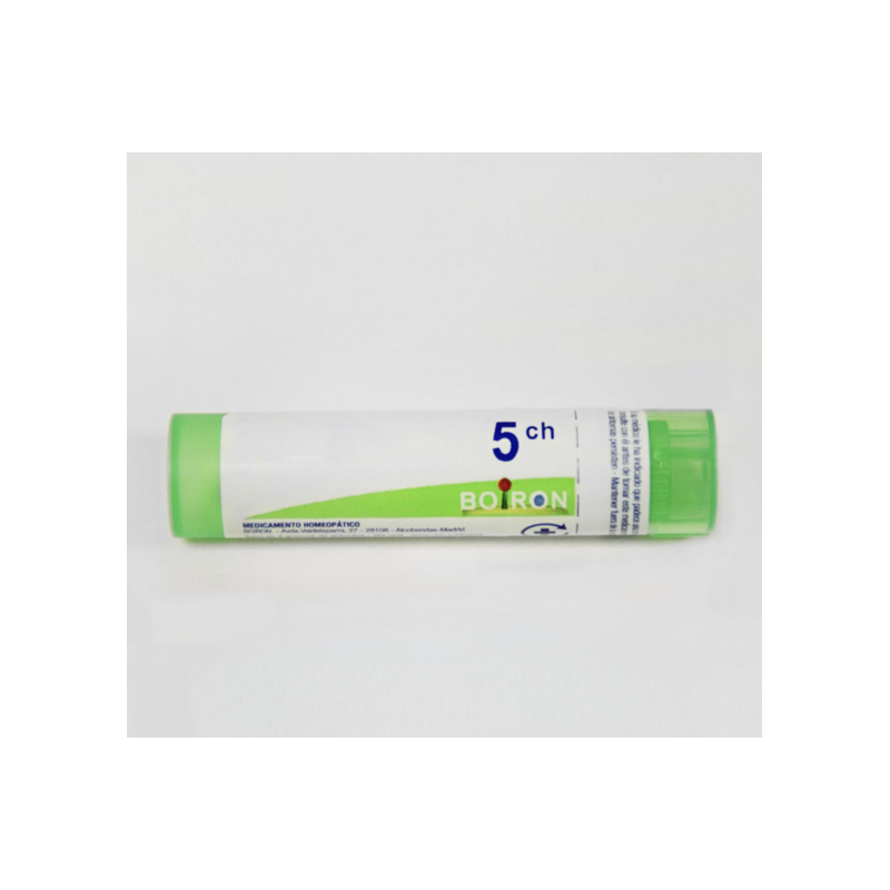 RHODODENDRON CHRYSANTHU 5CH GR BOIRON